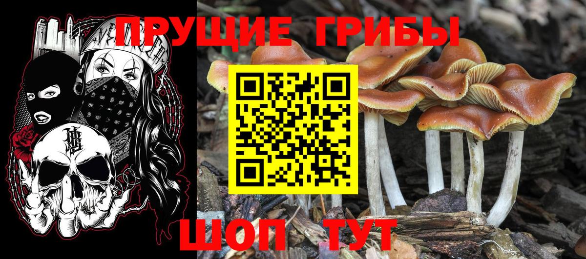 Галлюциногенные грибы Psilocybe Радужный